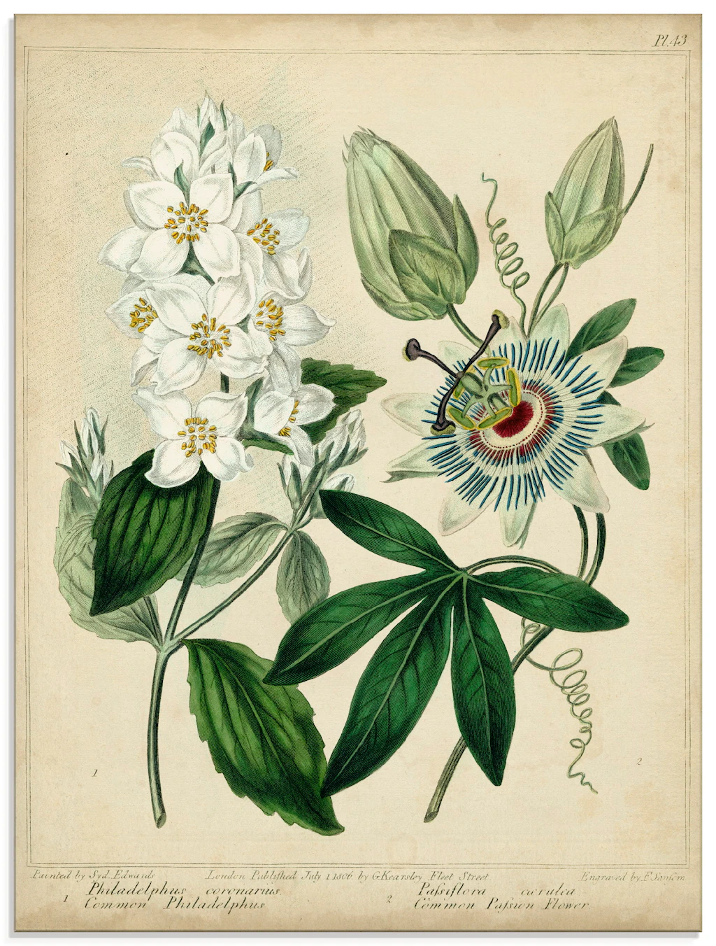 Artland Glasbild »Federnelke II«, Blumen, (1 St.), in verschiedenen Größen günstig online kaufen