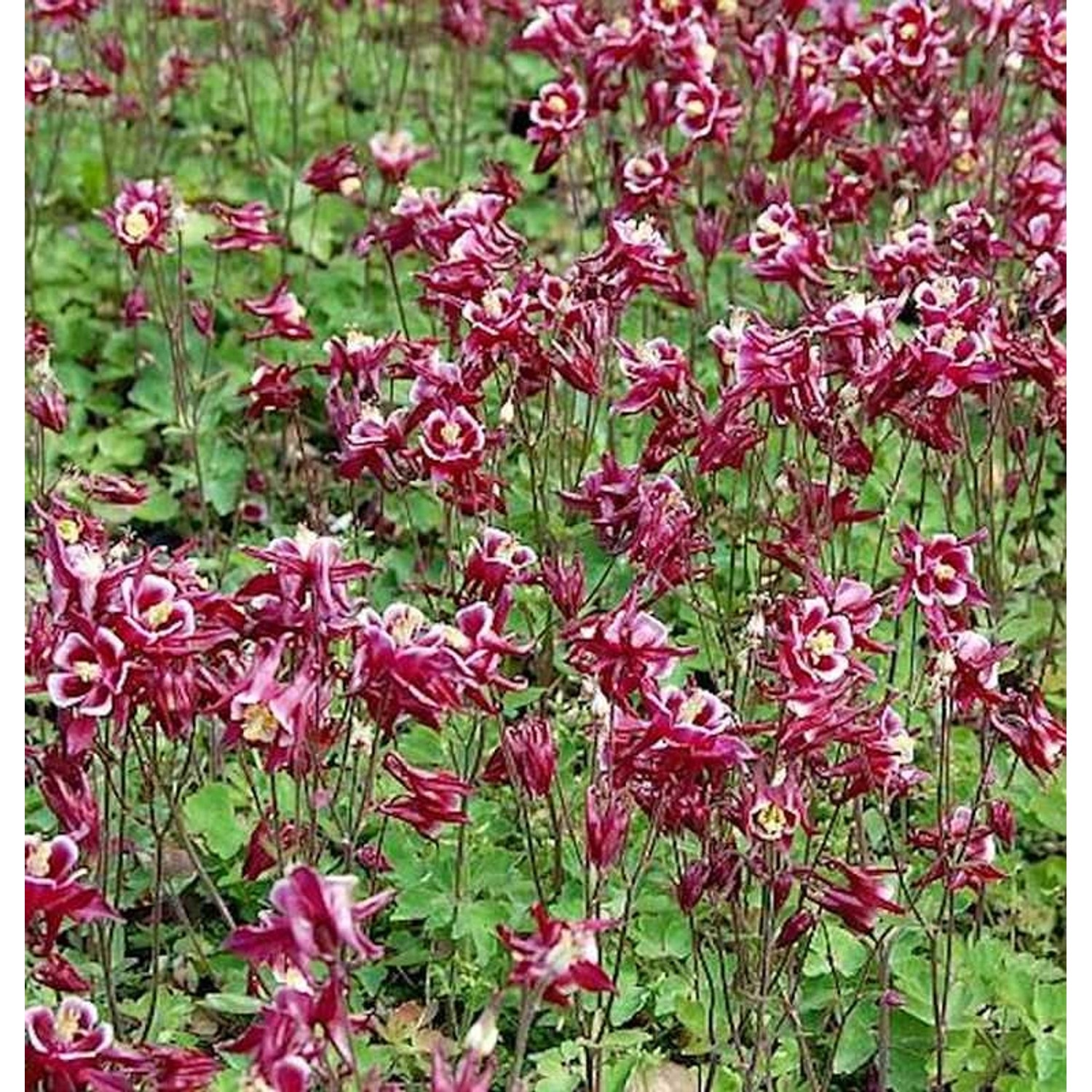 Akelei Winky Rosa-Weiß - Aquilegia vulgaris günstig online kaufen