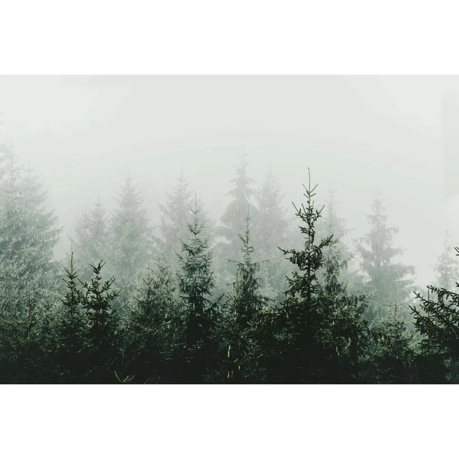 Fototapete Wald Tannen Nebel Grün Grau 4,00 m x 2,70 m FSC® günstig online kaufen