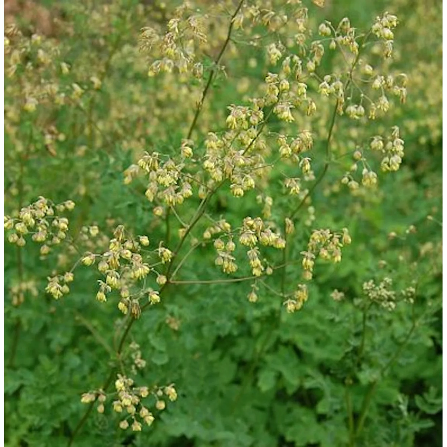 Kleine Wiesenraute - Thalictrum minus günstig online kaufen