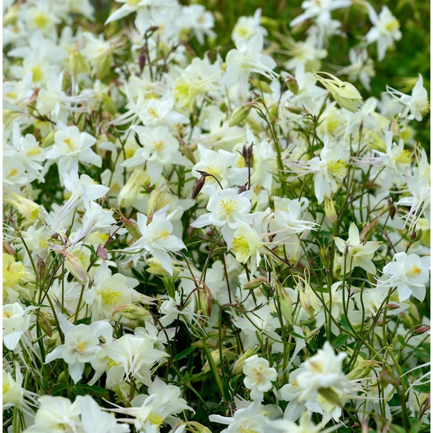 Garten-Akelei Winky White - Aquilegia vularis günstig online kaufen