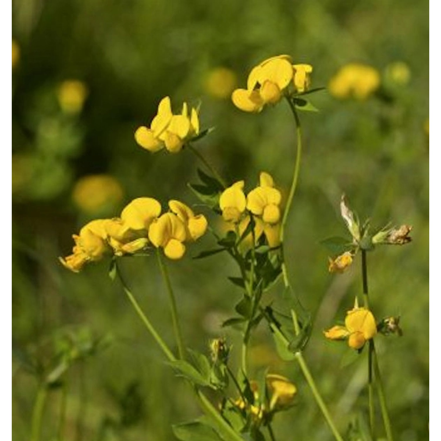 Gewöhnlicher Hornklee - Lotus corniculatus günstig online kaufen