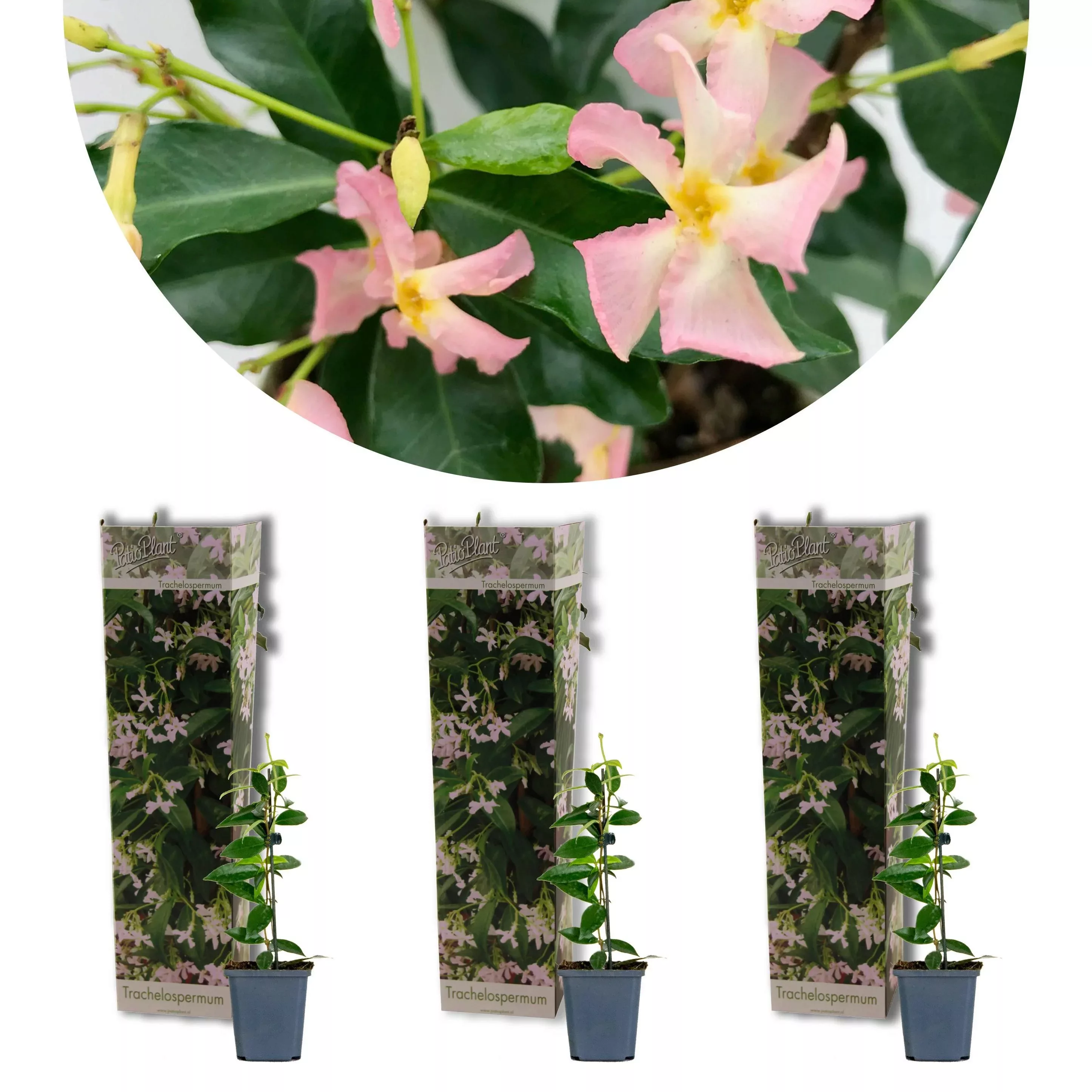 Casa Caron | 3er-Set Trachelospermum jasminoides Pink Showers günstig online kaufen