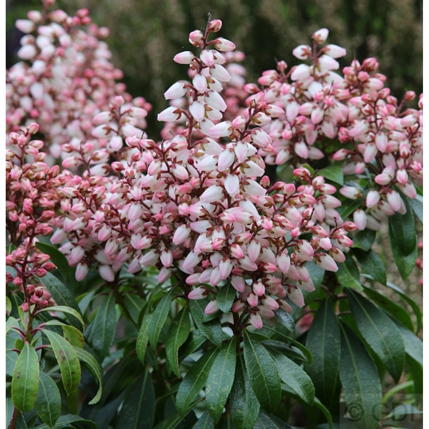 Schattenglöckchen Lavendelheide Bonfire 25-30cm - Pieris japonica günstig online kaufen