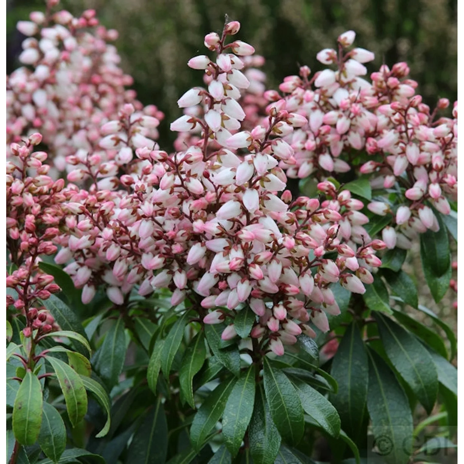 Schattenglöckchen Lavendelheide Bonfire 20-25cm - Pieris japonica günstig online kaufen