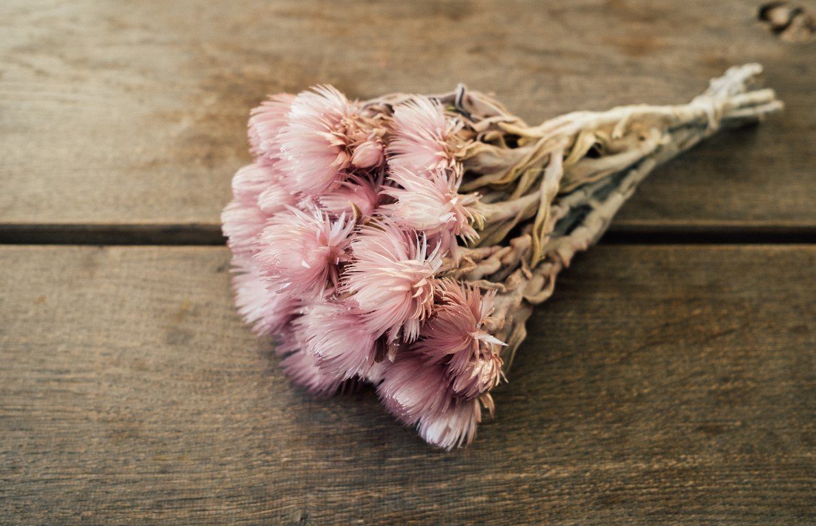 Trockenblume Cape Flower Erika im Bund günstig online kaufen