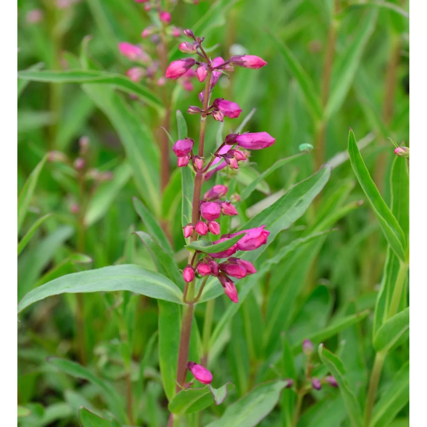 Bartfaden Praecox Nanus Rondo - Penstemon barbatus günstig online kaufen