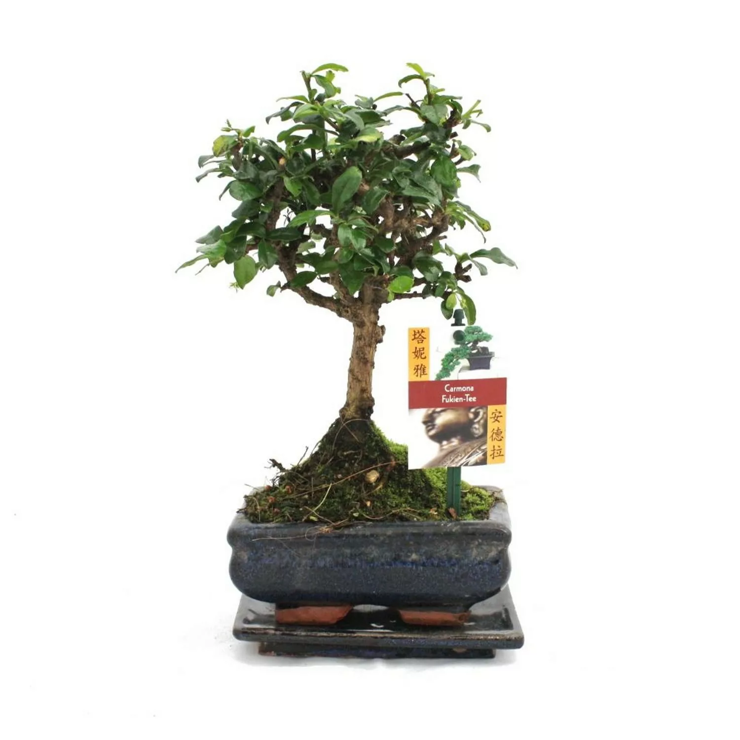 Exotenherz Bonsai Fukientee Carmona Microphylla ca. 6 Jahre Kugelform günstig online kaufen