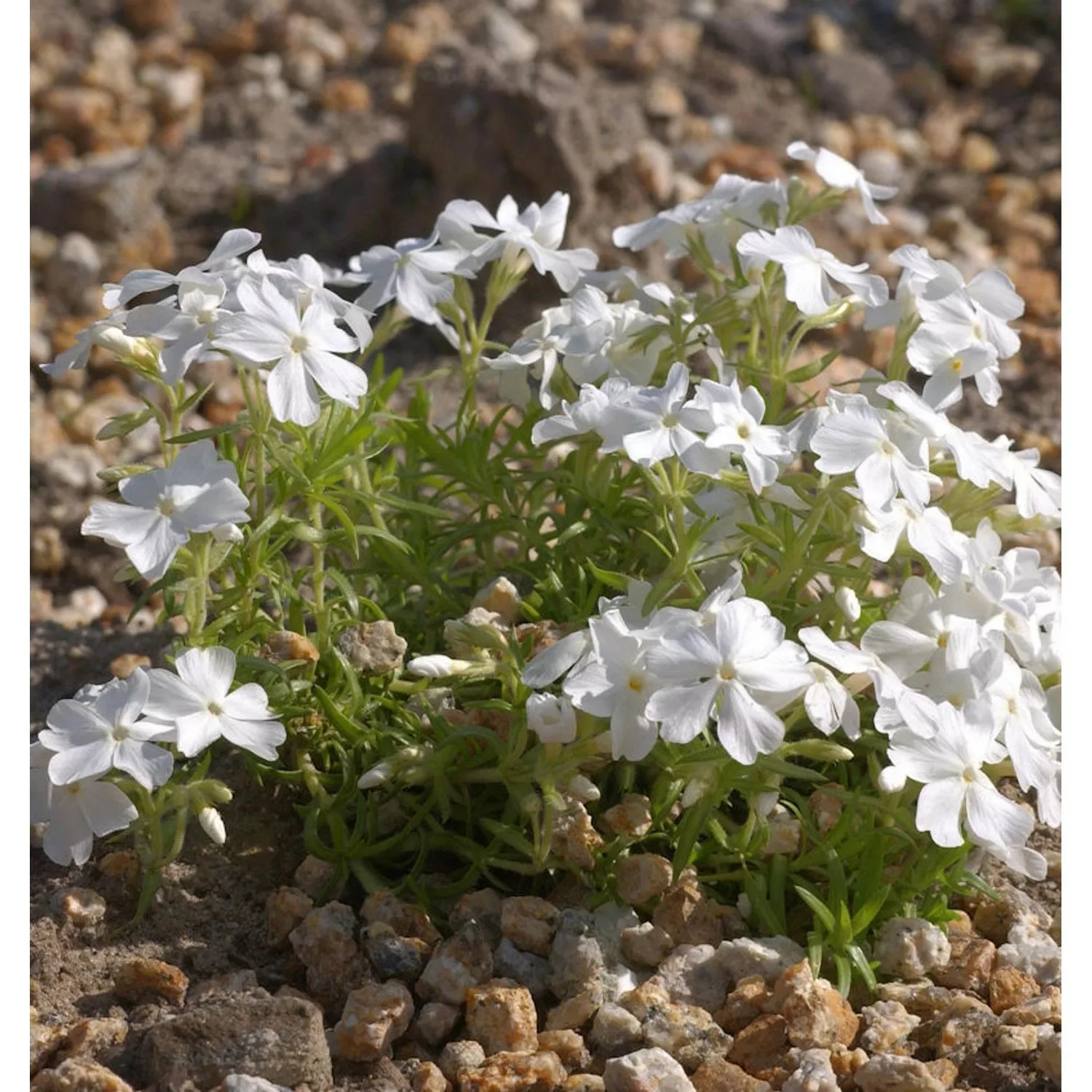 Teppich Phlox White Delight - Phlox subulata günstig online kaufen