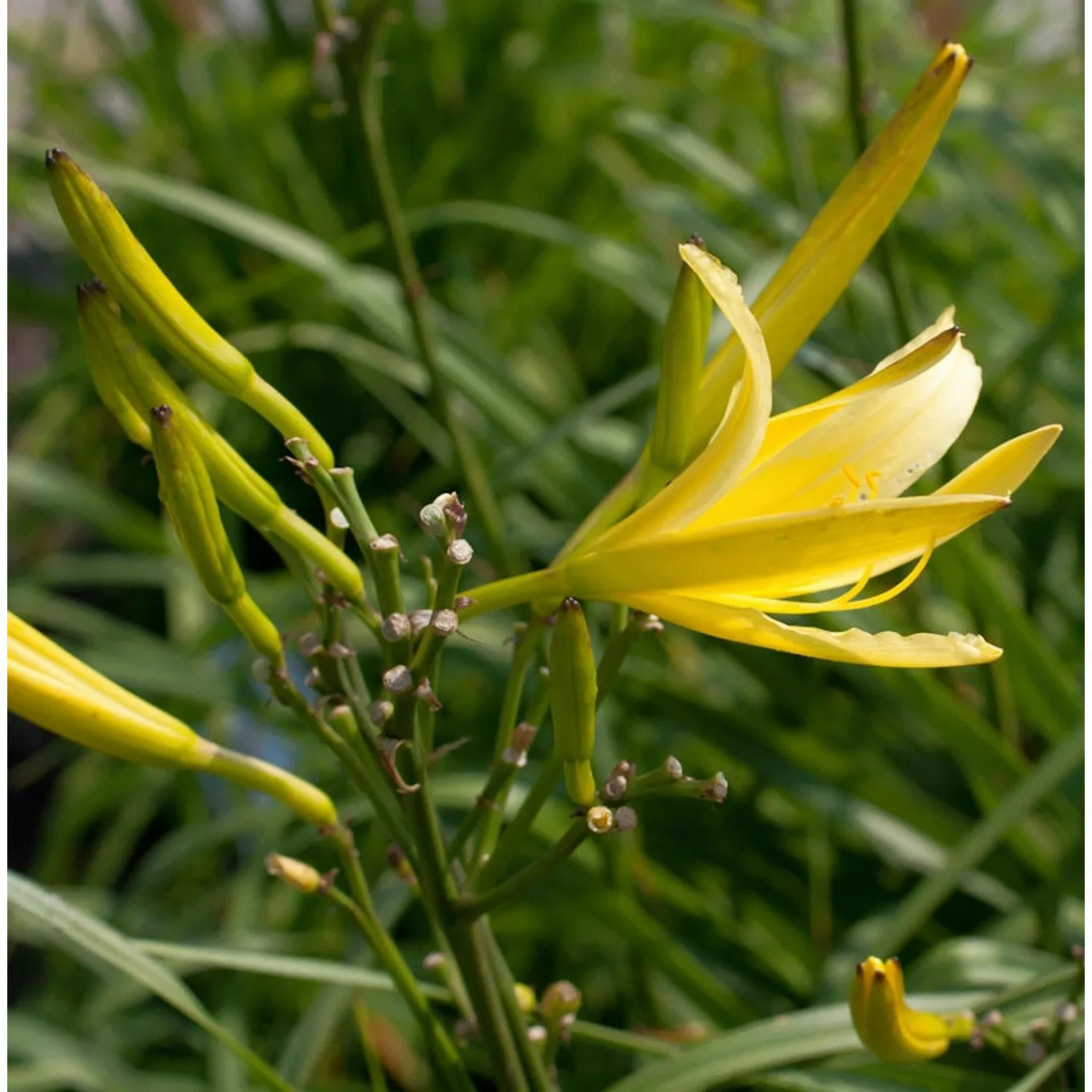 Dufttaglilie - Hemerocallis citrina günstig online kaufen