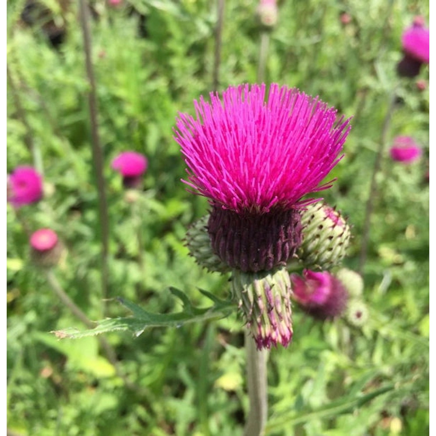 Bach Kratzdistel - Cirsium rivulare günstig online kaufen