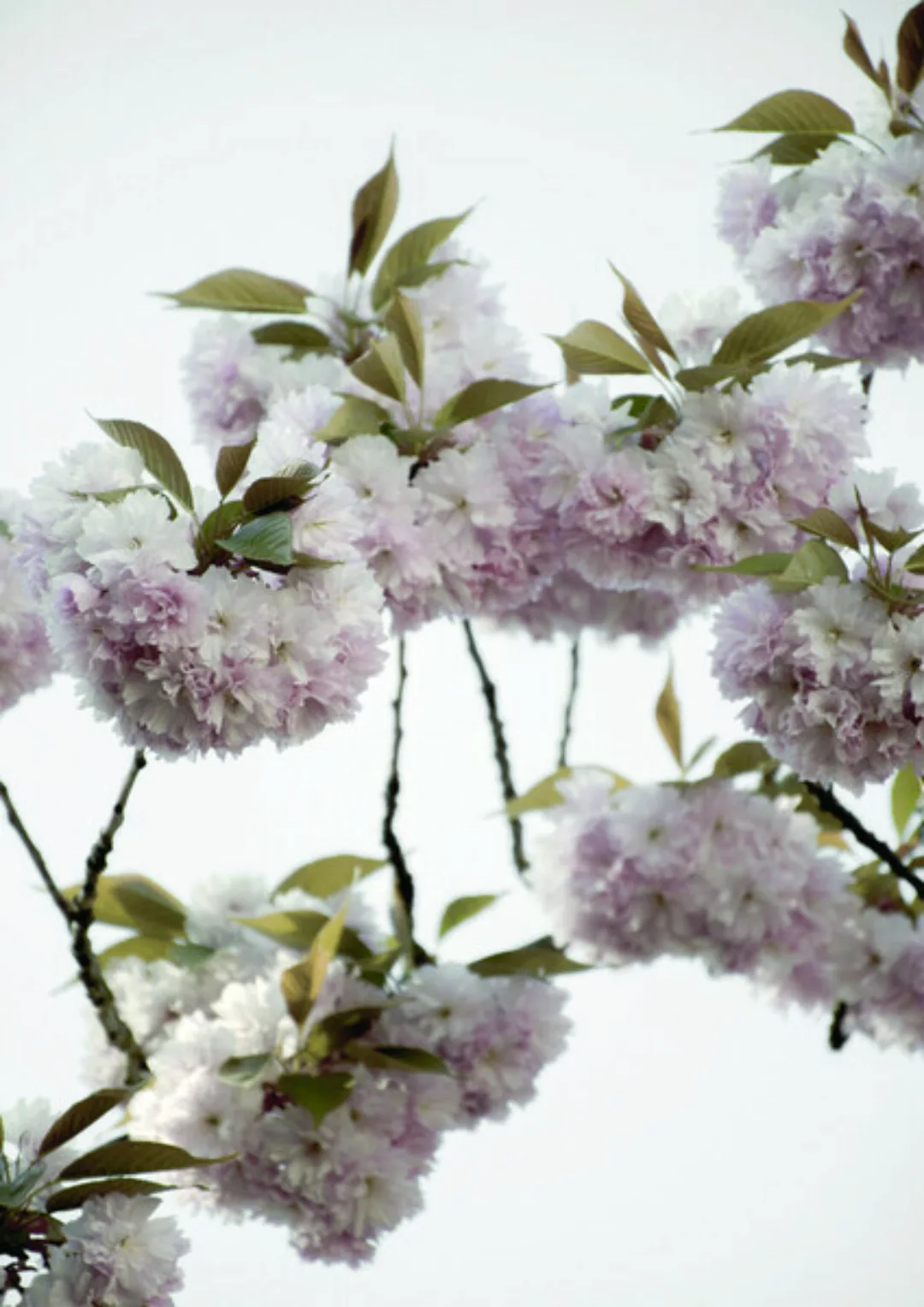 Poster / Leinwandbild - Clouds Of Cherry Flowers günstig online kaufen