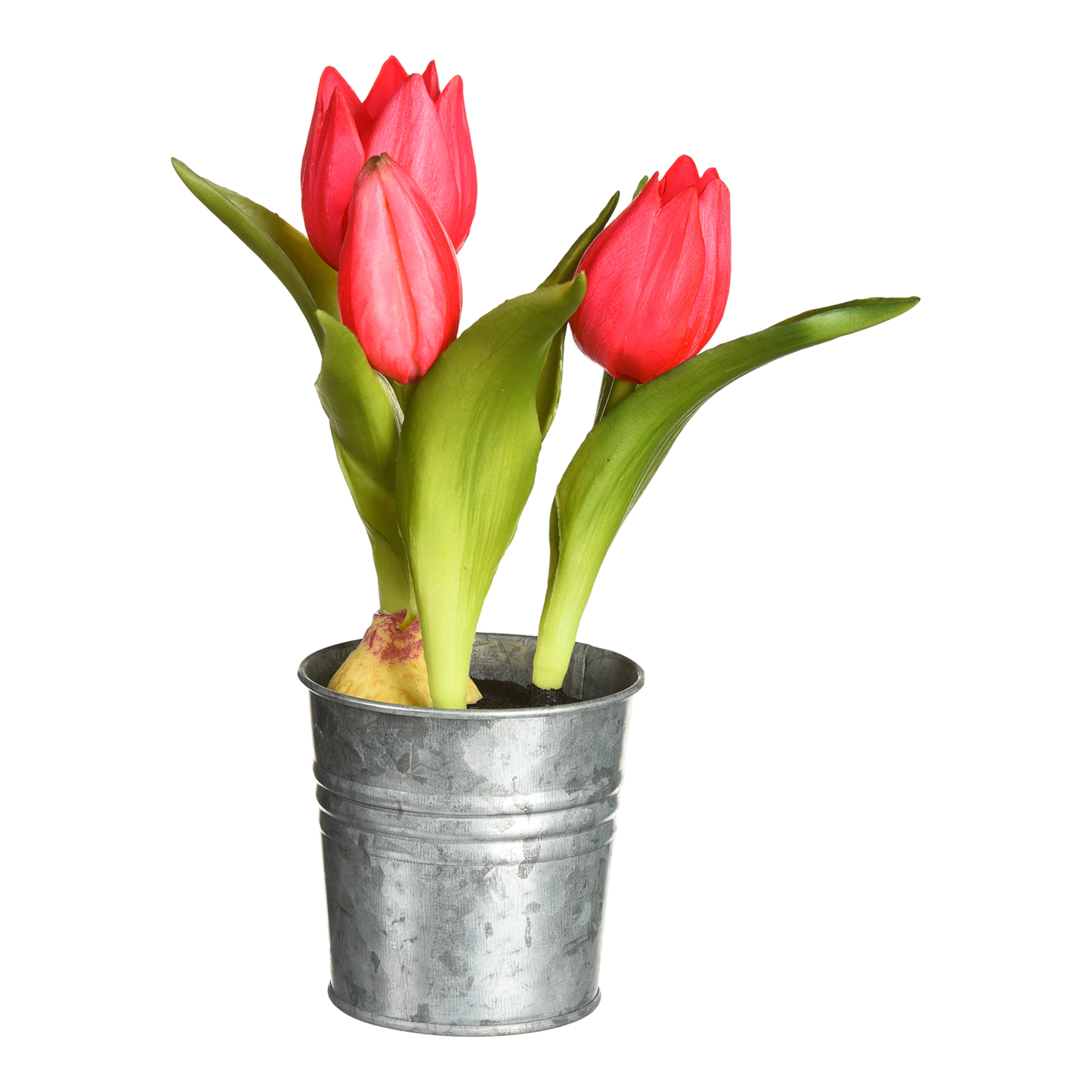 Tulpe im Zinktopf ca.20cm, pink günstig online kaufen