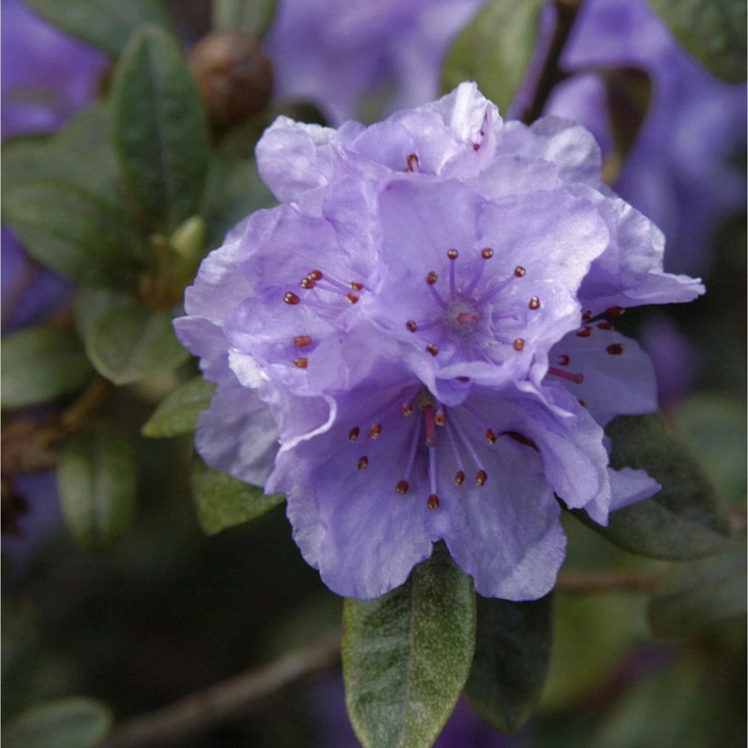 Rhododendron hippophaeoides 40-50cm - Alpenrose günstig online kaufen