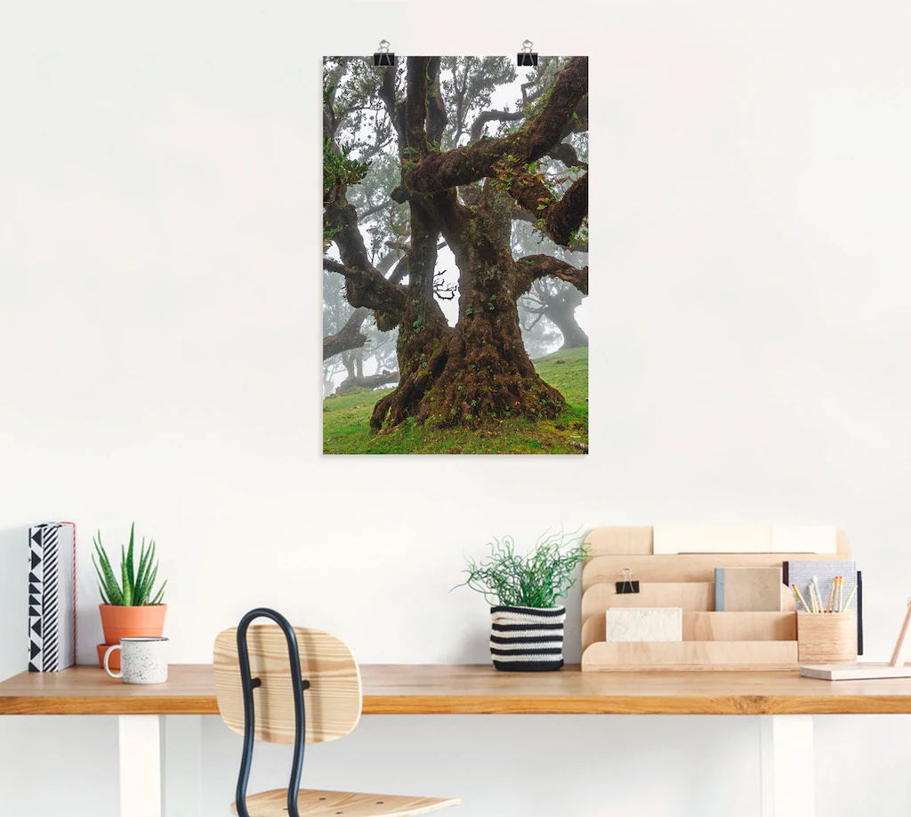 Artland Wandbild "Alter Lorbeerbaum", Bäume, (1 St.), als Leinwandbild, Pos günstig online kaufen