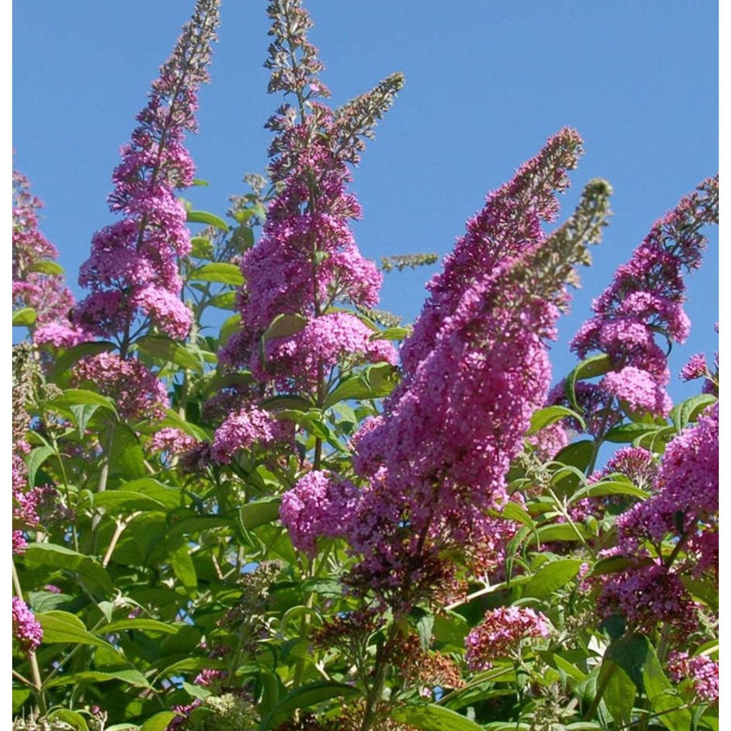 Zwerg Hänge Sommerflieder Little Pink 25-30cm - Buddleja günstig online kaufen