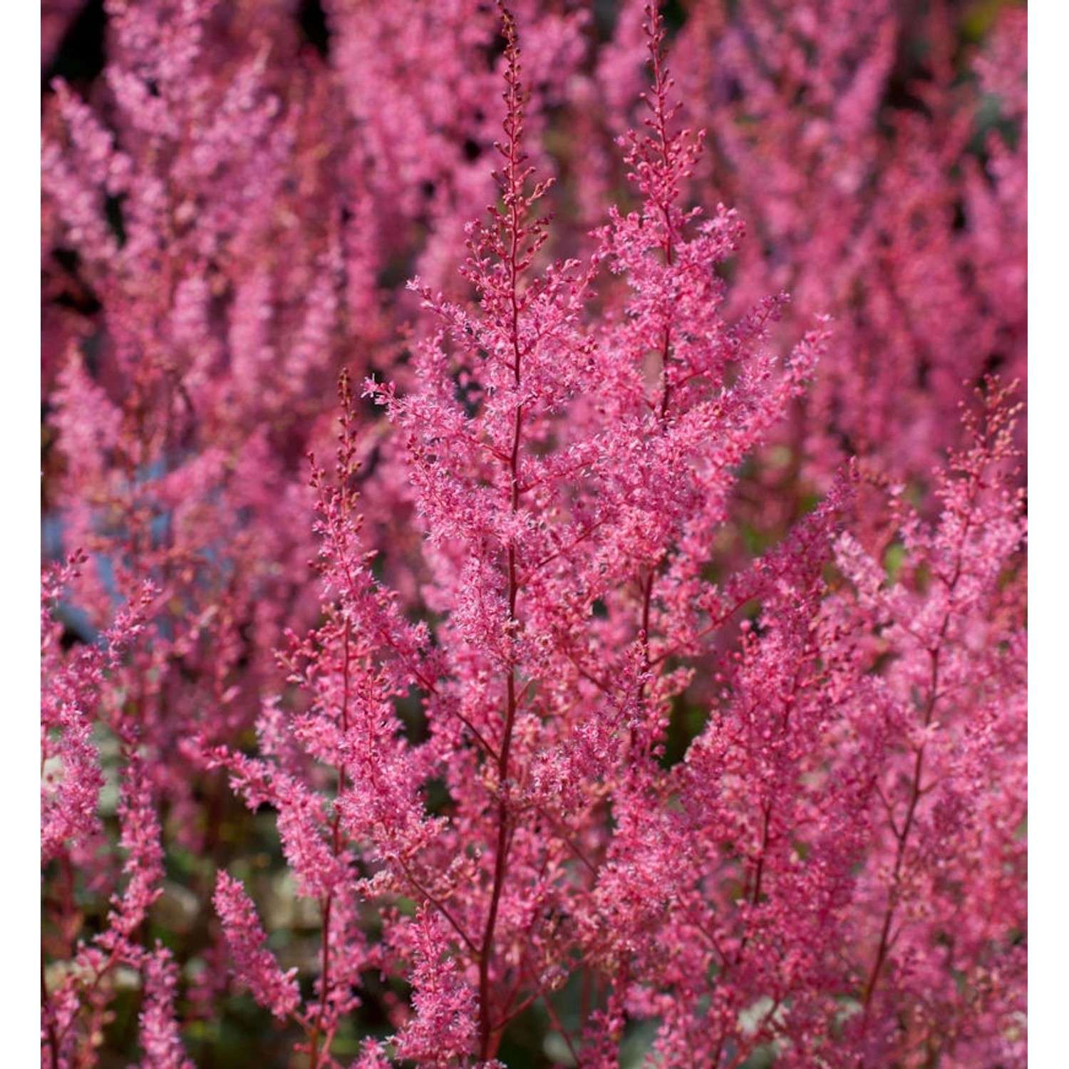 Prachtspiere Atrorosea - Astilbe simplicifolia günstig online kaufen