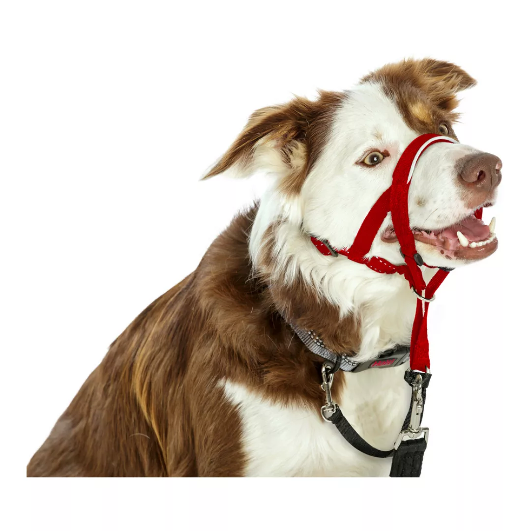 Dressurhalsband Für Hunde Company Of Animals Halti Maulkorb (31-40 Cm) günstig online kaufen