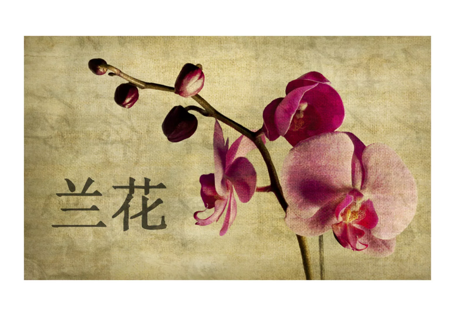 Fototapete - Japanese Orchid günstig online kaufen