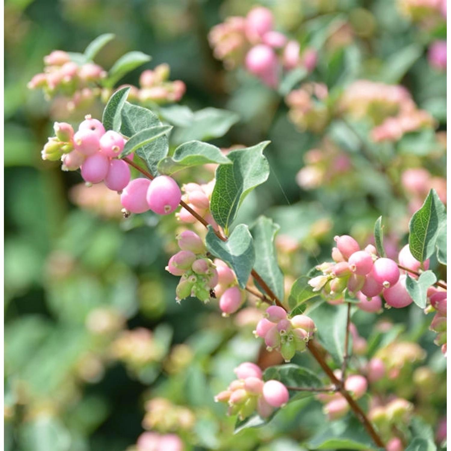 Amethystbeere Magical Sweet 40-60cm - Symphoricarpos doorenbosii günstig online kaufen