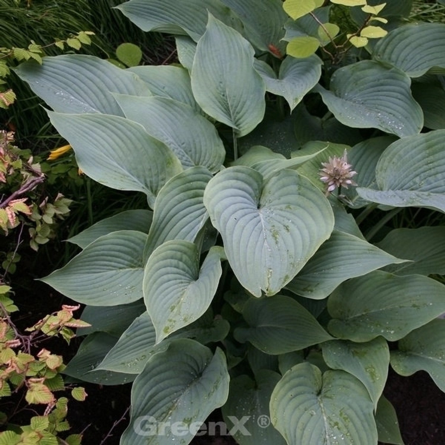 Berg Funkie - Hosta montana günstig online kaufen