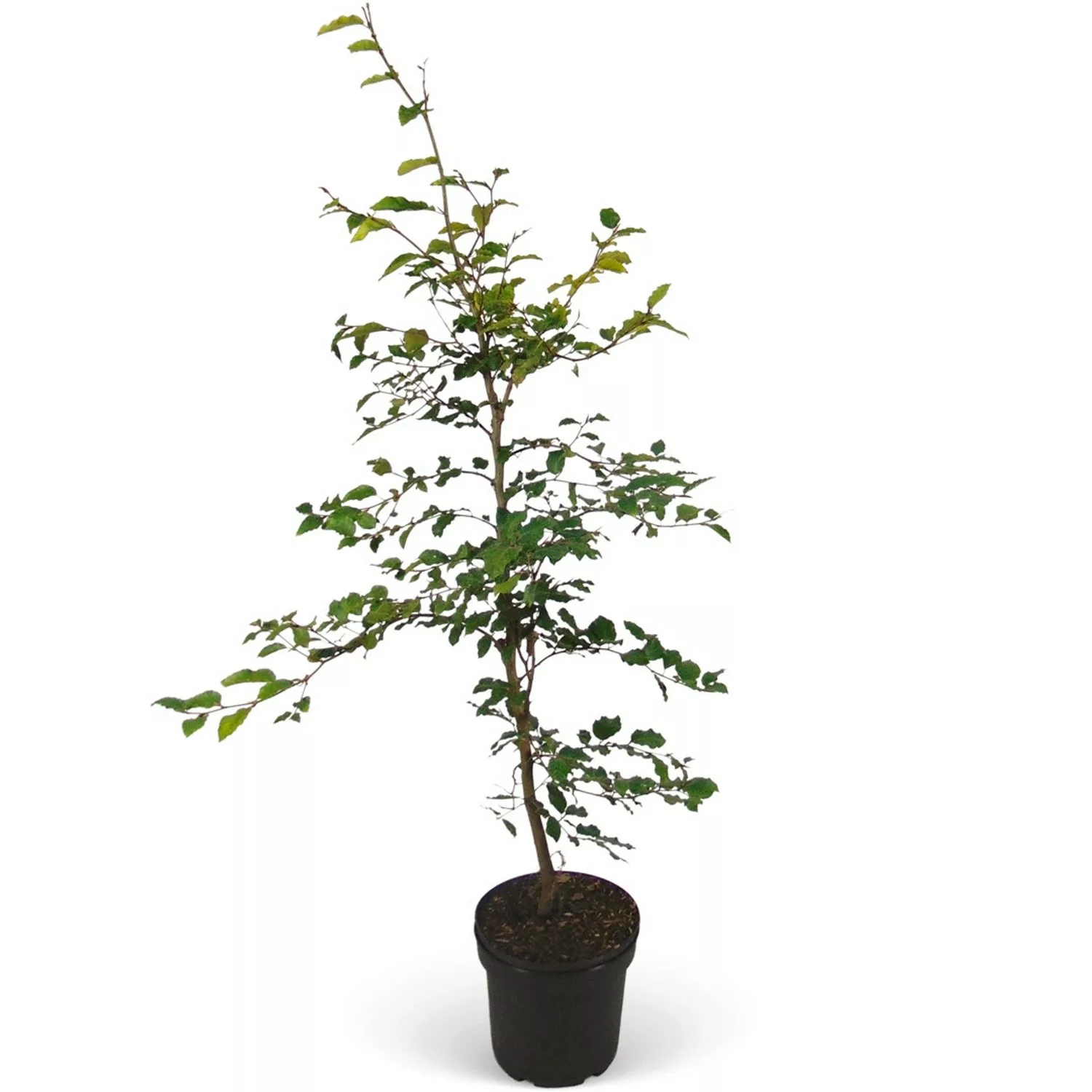 Rotbuche Set à 150 Stück Höhe ca. 80 - 100 cm Topf ca. 2 l Fagus sylvatica günstig online kaufen