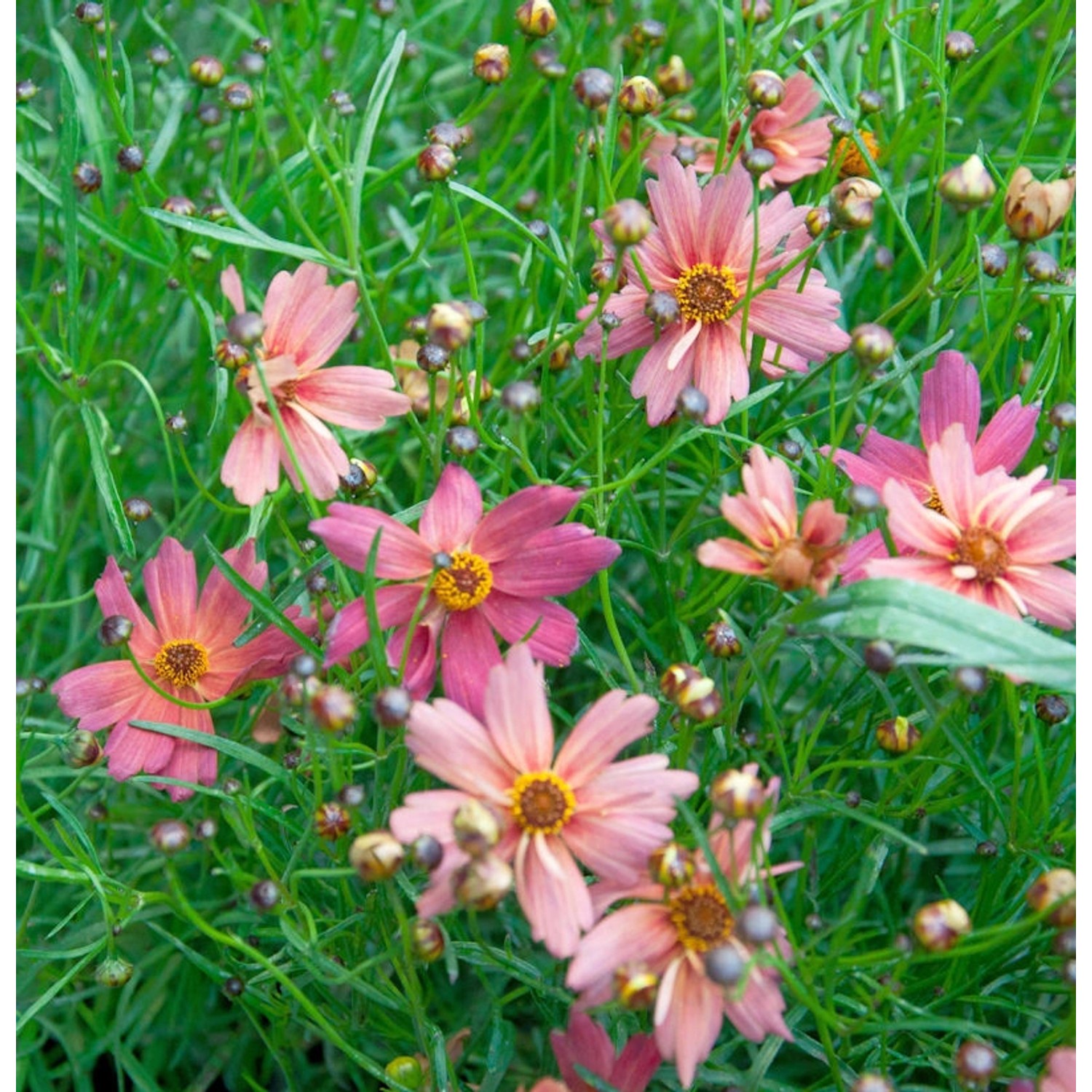 Mädchenauge Limerock Passion - Coreopsis auriculata günstig online kaufen