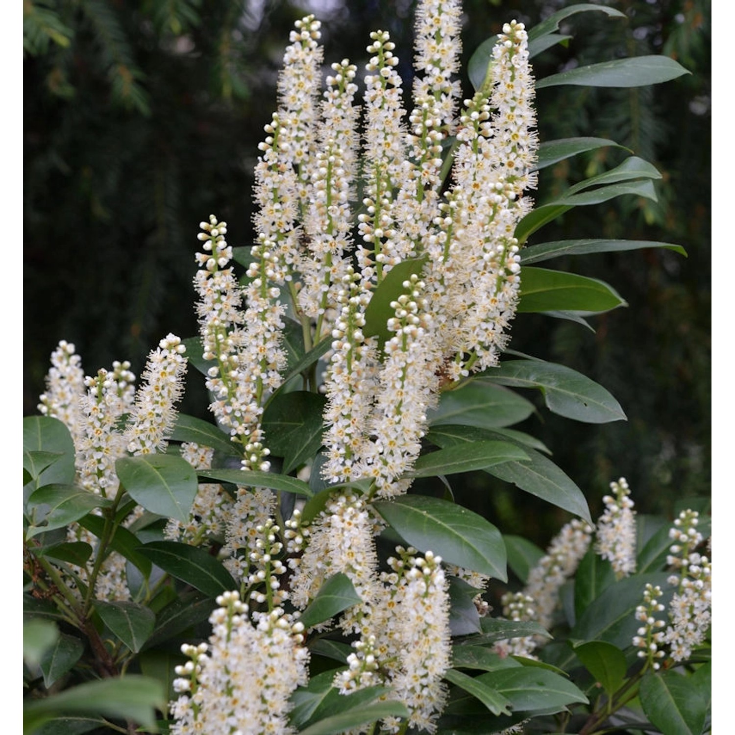 Lorbeerkirsche Van Nes 40-60cm - Prunus laurocerasus günstig online kaufen