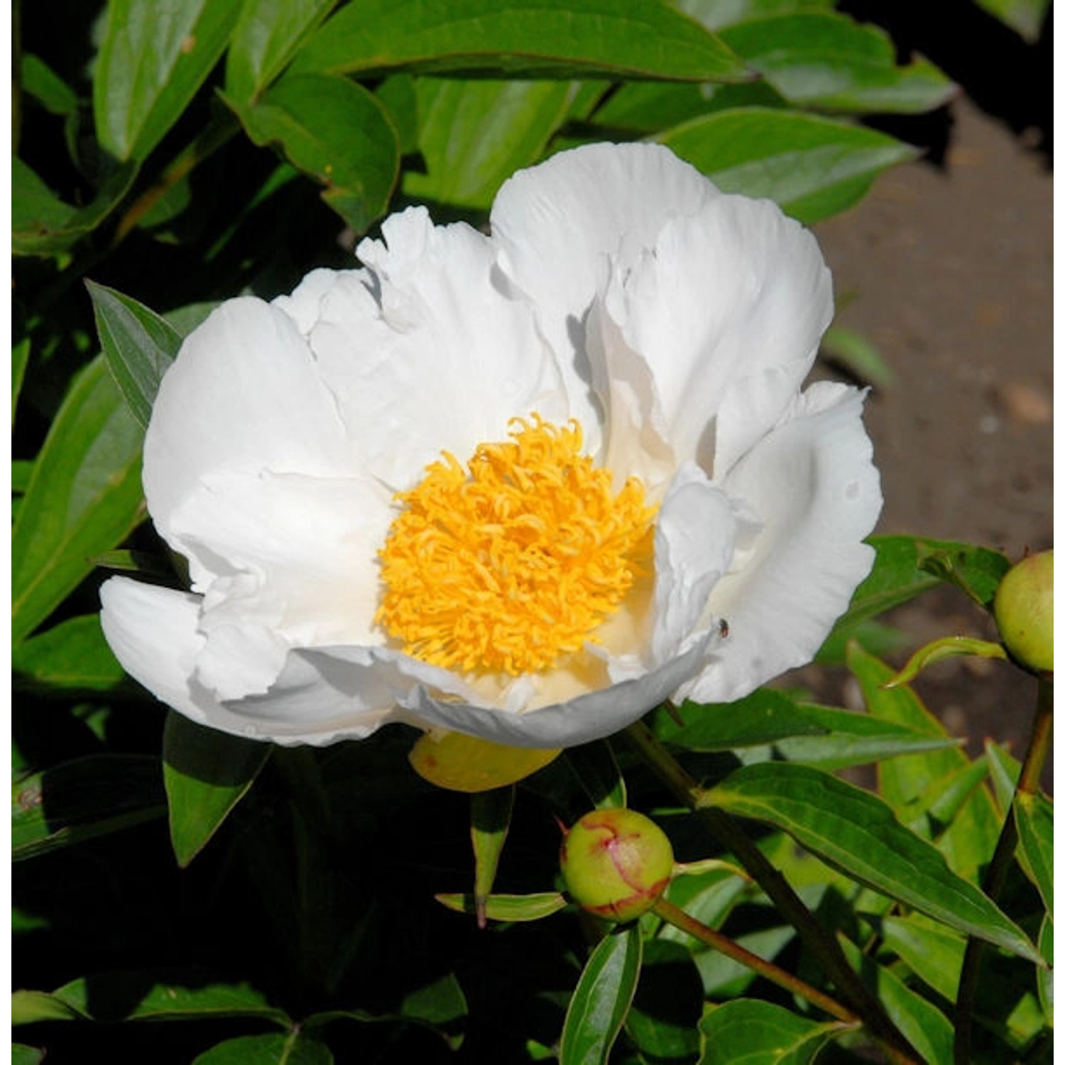 Edelpfingstrose Krinkled White - Paeonia lactiflora günstig online kaufen