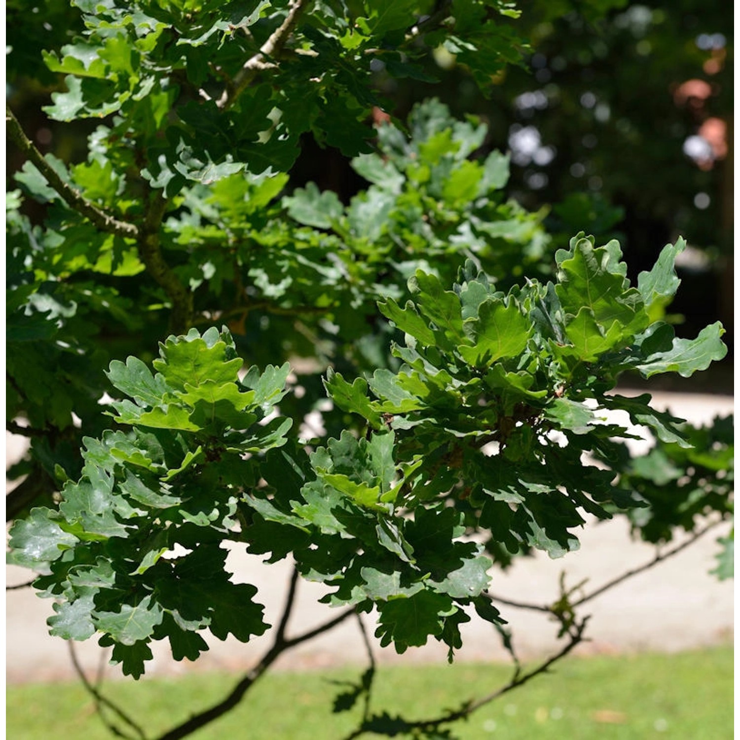 Kompakte Stiel Eiche 30-40cm - Quercus robur günstig online kaufen