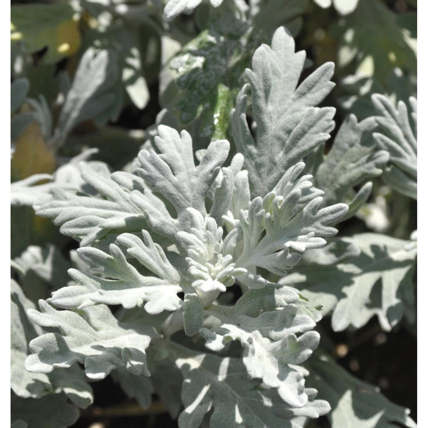 Gabelblatt - Silberraute - Artemisia stelleriana günstig online kaufen