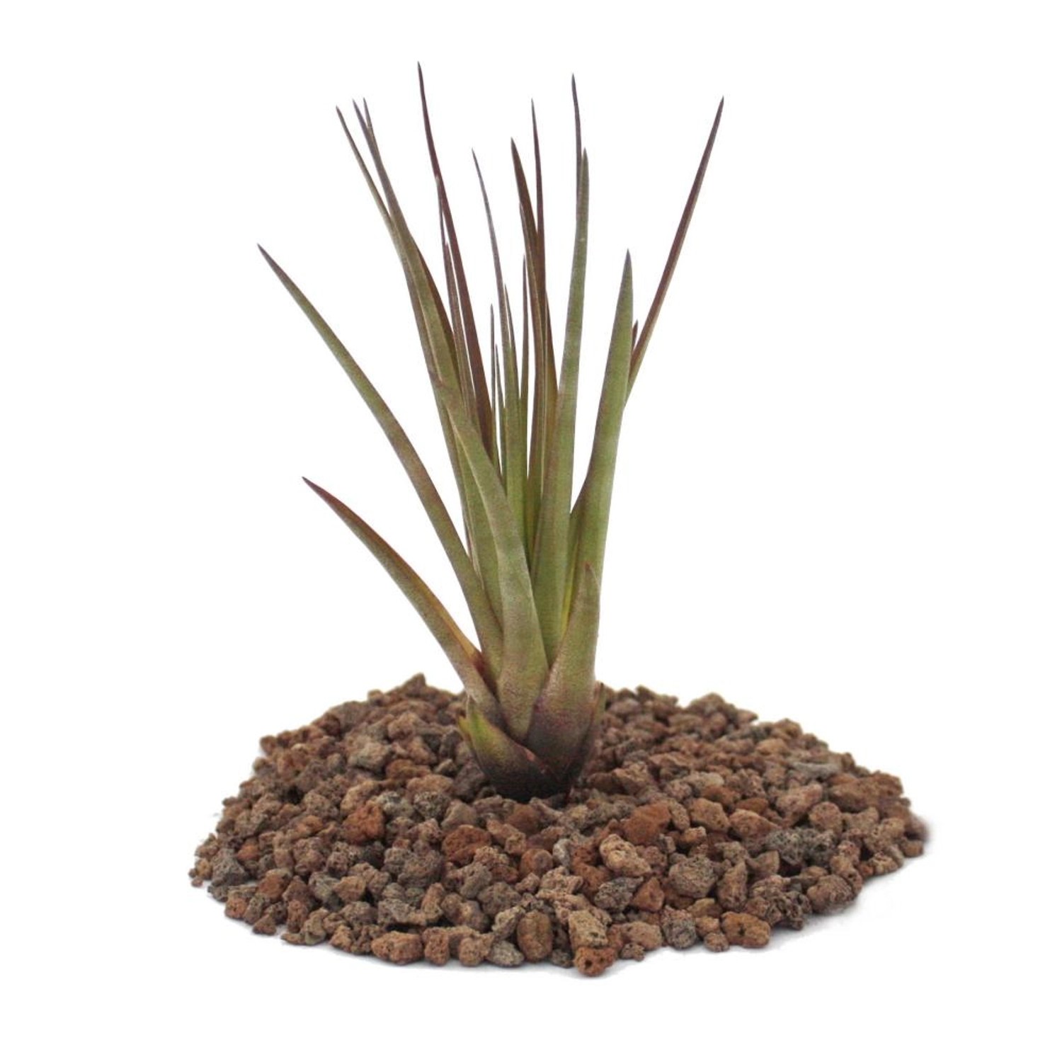 Exotenherz Tillandsia Melanocrater Tricolor Lose Pflanze Gross günstig online kaufen