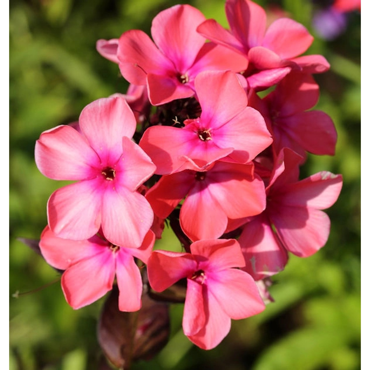 Hohe Flammenblume Rijnstroom - Phlox Paniculata günstig online kaufen