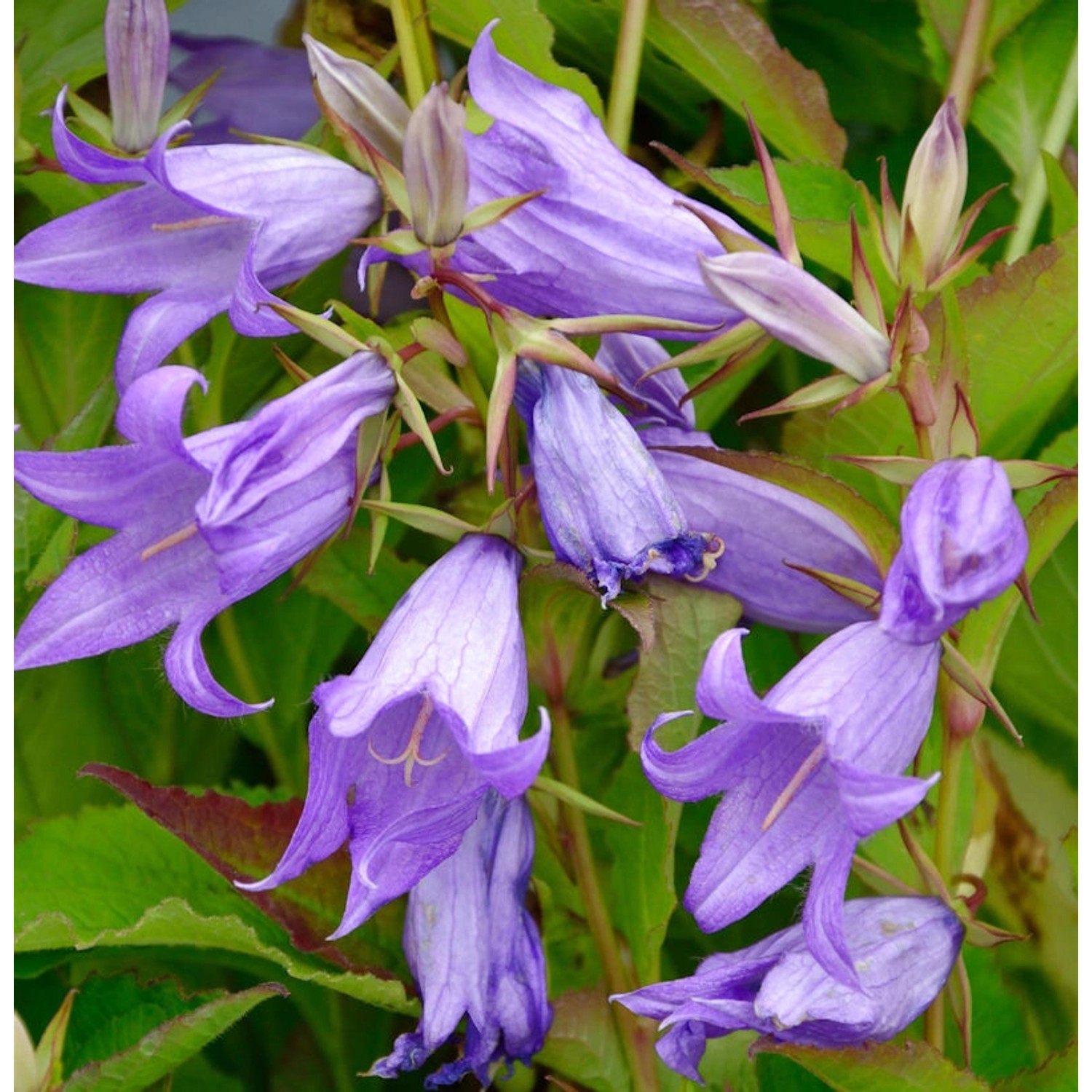 Waldglockenblume - Campanula latifolia günstig online kaufen