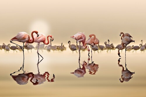 Papermoon Fototapete »Photo-Art NASSER OSMAN, FLAMINGOS« günstig online kaufen