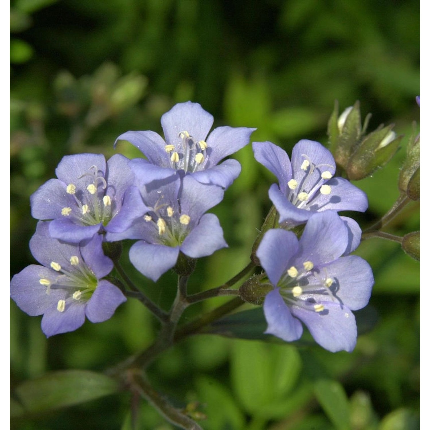 Jakobsleiter Blue Pearl - Polemonium reptans günstig online kaufen