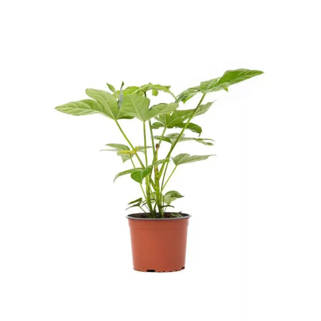 OH2 | Fingerpflanze Fatsia Japonica günstig online kaufen