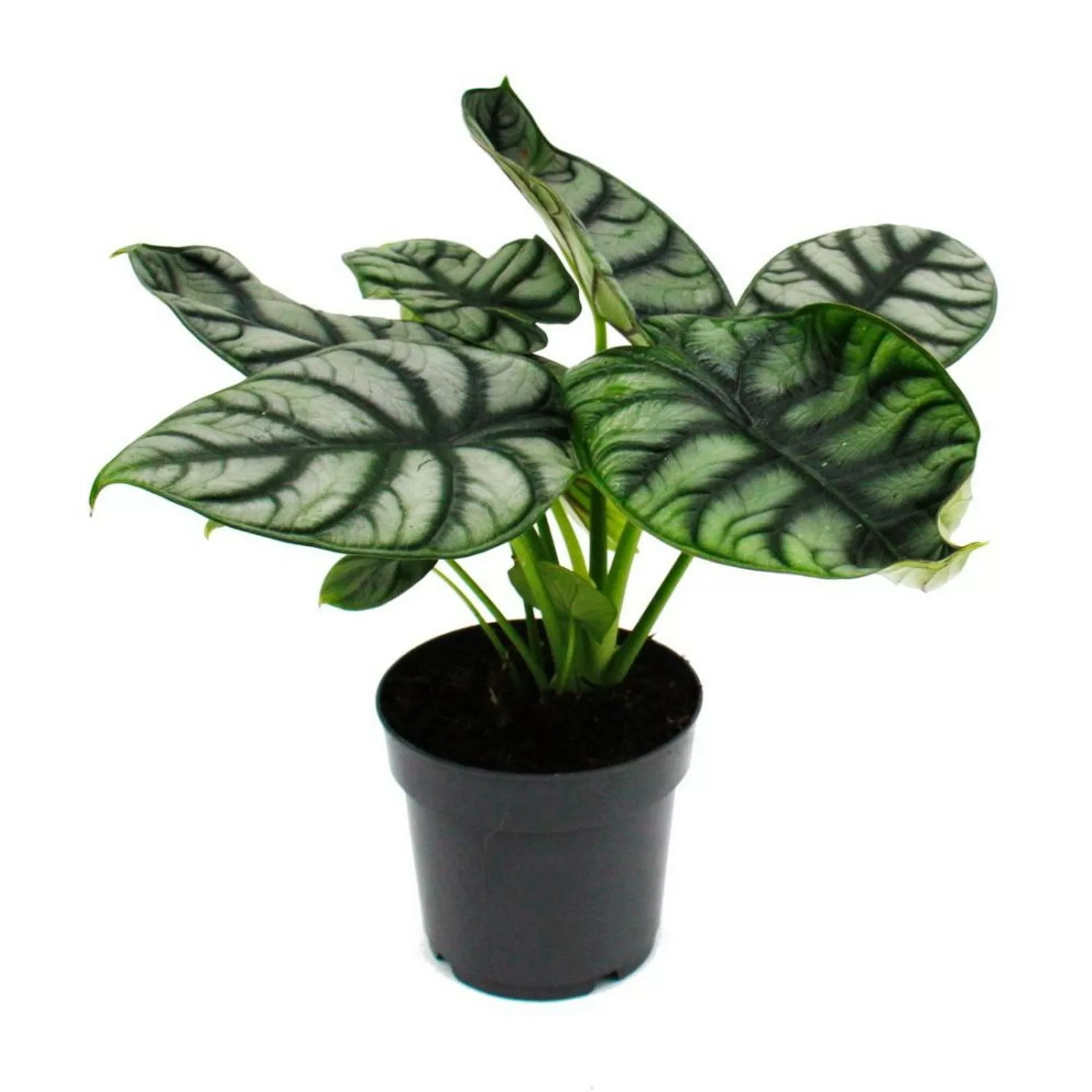 Exotenherz Alocasia Baginda Silver Dragon Tropenwurz Alokasie Silbernes Dra günstig online kaufen