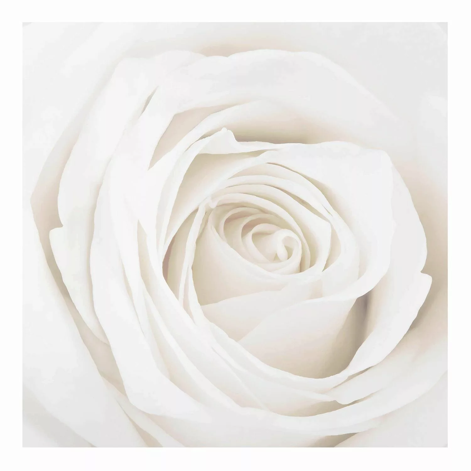 Glasbild Blumen - Quadrat Pretty White Rose günstig online kaufen