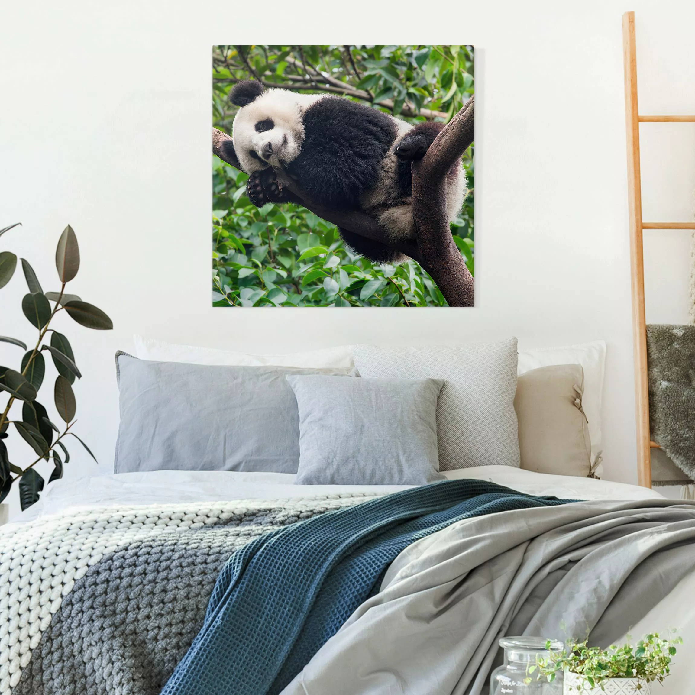 Leinwandbild Schlafender Panda auf Ast günstig online kaufen