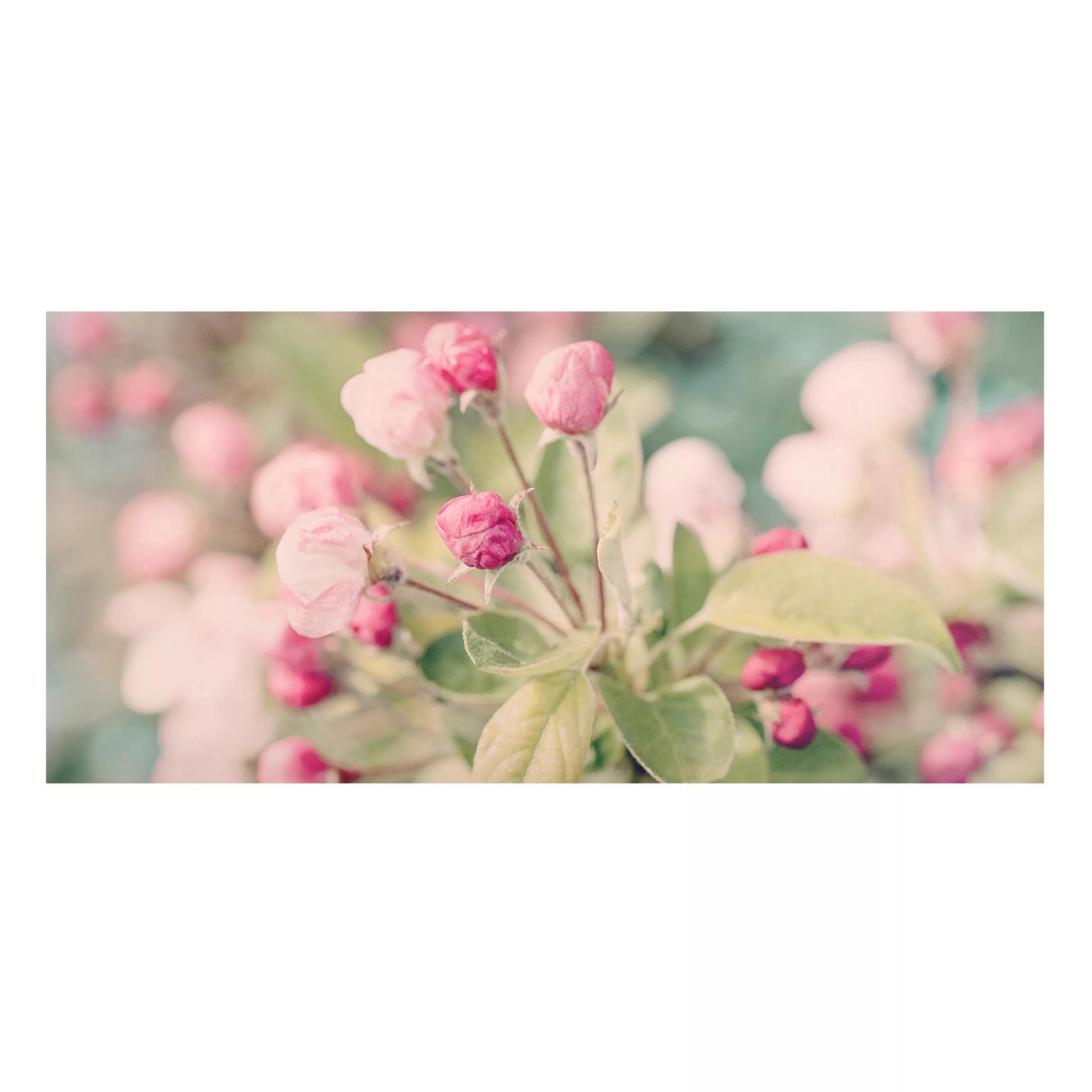 Magnettafel Apfelblüte Bokeh rosa günstig online kaufen