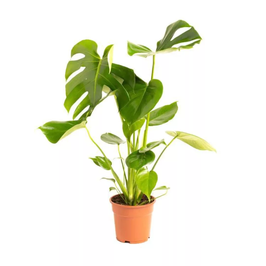 OH2 | Lochpflanze Monstera Deliciosa günstig online kaufen