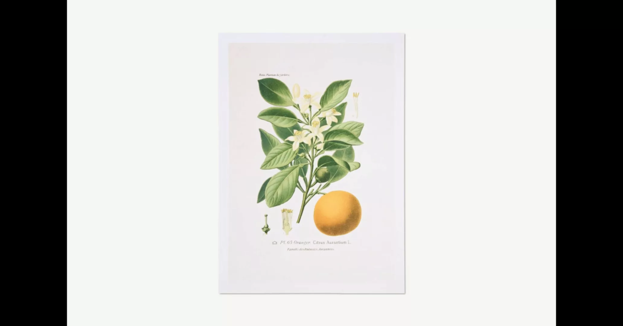 David & David Studio Planche Botanique Oranger Kunstdruck von Laurence Davi günstig online kaufen