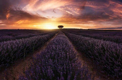 Papermoon Fototapete »Photo-Art JORGE RUIZ DUESO, LAVENDEL-SONNENUNTERGANG« günstig online kaufen