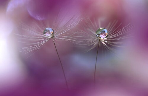 Papermoon Fototapete »Zen Wassertropfen mit Blume Makro« günstig online kaufen