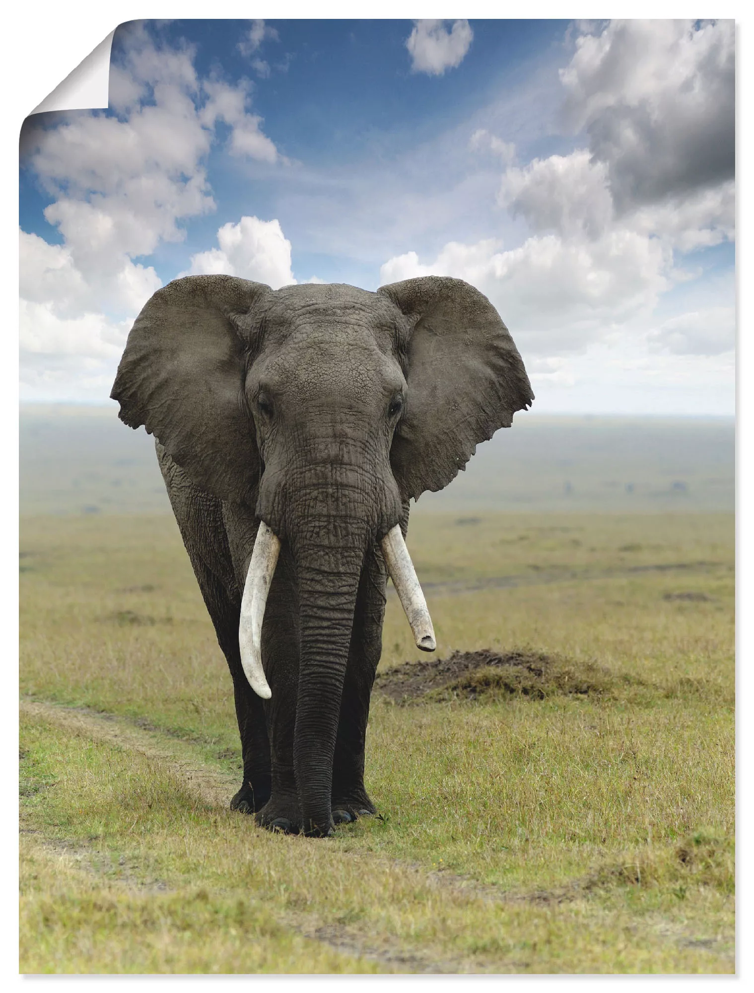 Artland Wandbild "Elefant", Wildtiere, (1 St.), als Alubild, Outdoorbild, L günstig online kaufen