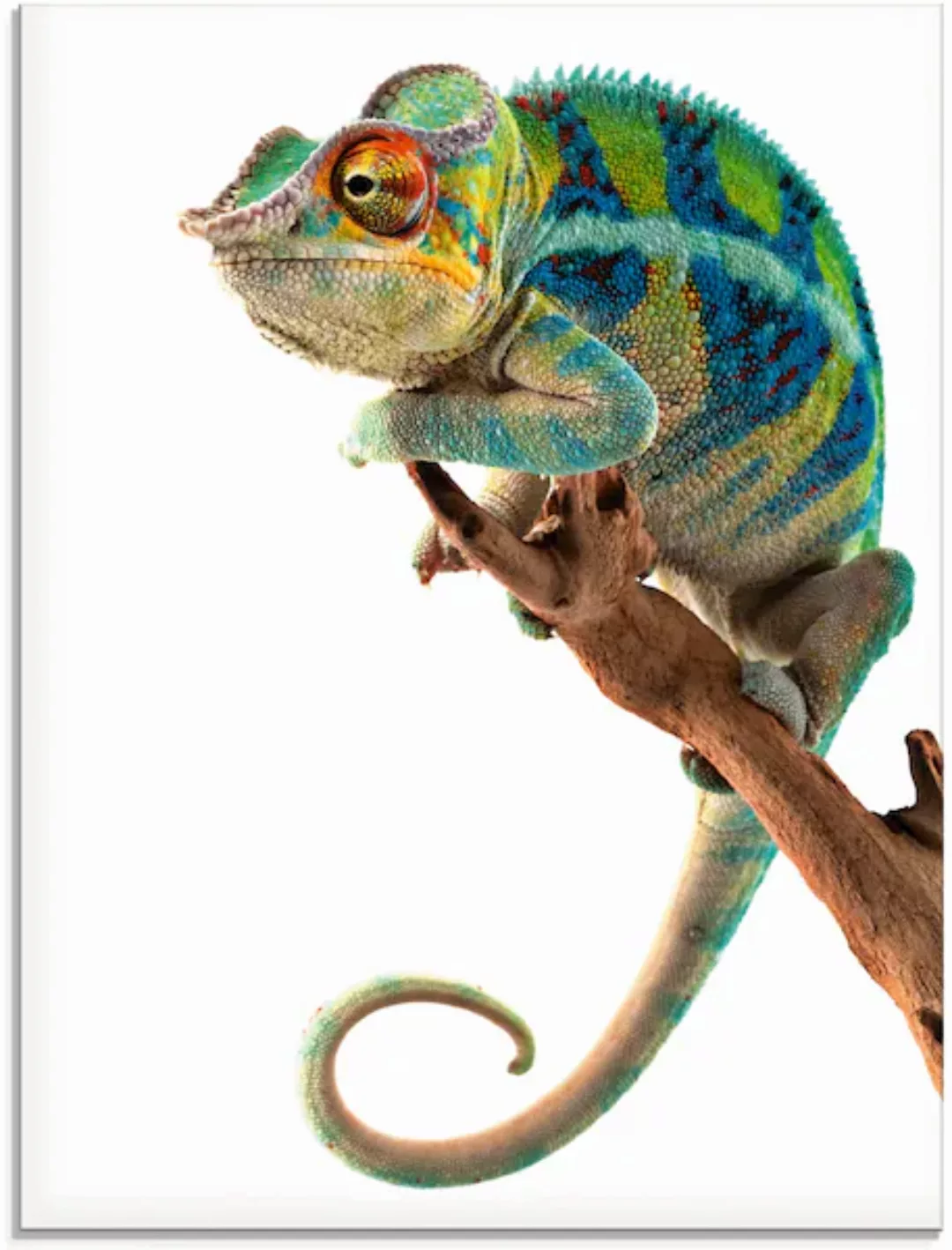 Artland Glasbild »Ambanja Panther Chamäleon«, Reptilien, (1 St.), in versch günstig online kaufen