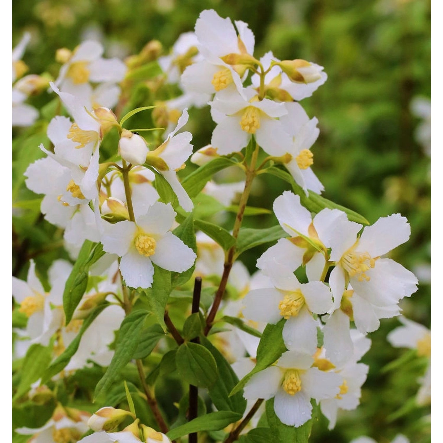 Duftjasmin Erectus 40-60cm - Philadelphus günstig online kaufen