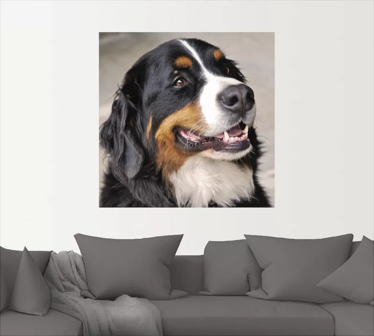Artland Wandbild "Berner Sennenhund", Haustiere, (1 St.), als Poster, Wanda günstig online kaufen