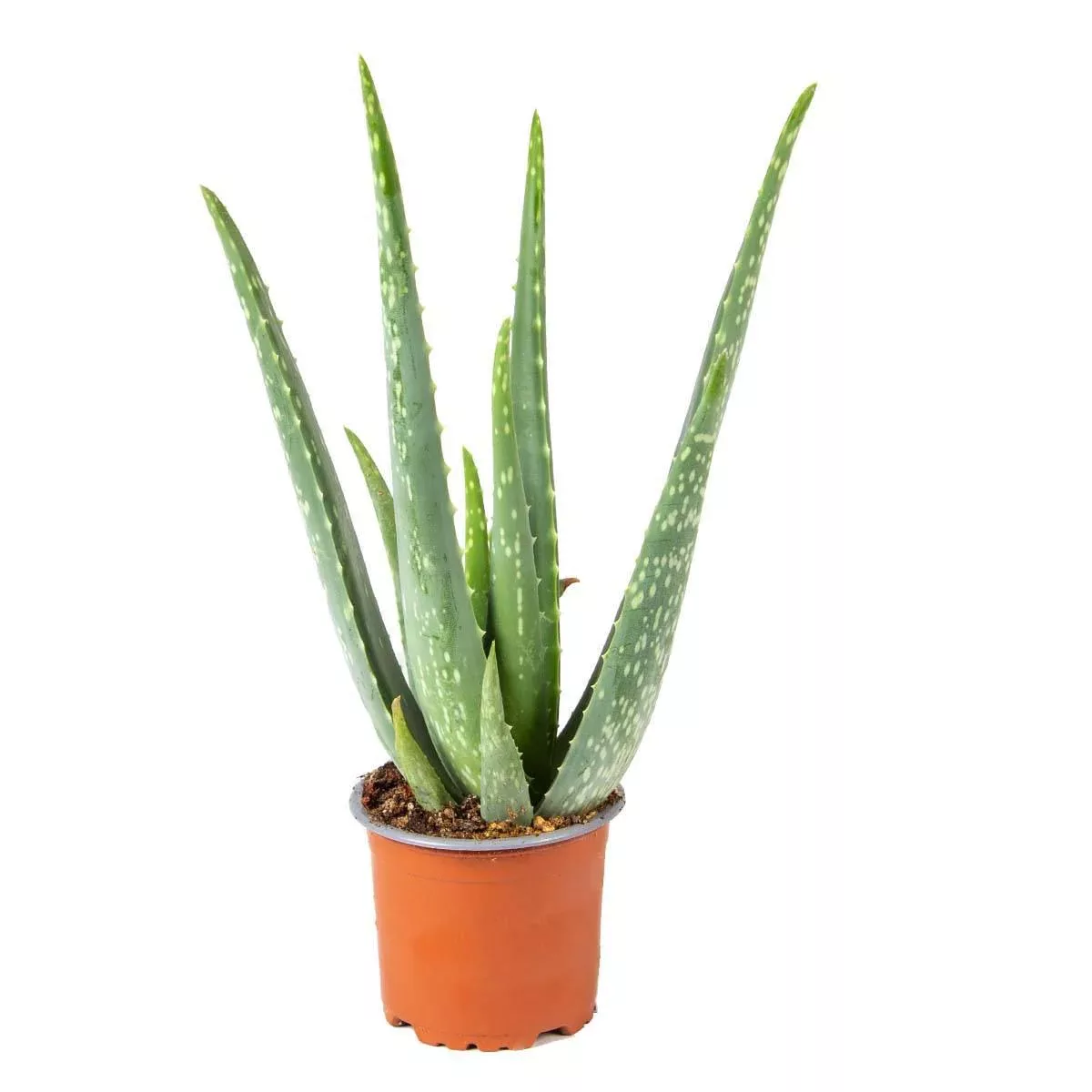 Casa Caron | Aloe Vera Barbadensis günstig online kaufen